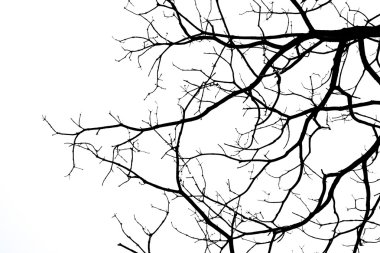 Beyaz arka plan üzerinde izole ölü dallar