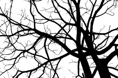 Beyaz arka plan üzerinde izole ölü dallar