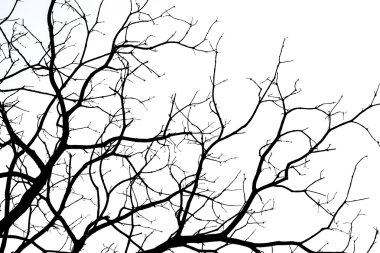 Beyaz arka plan üzerinde izole ölü dallar