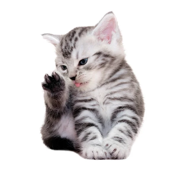 Chaton chat américain mignon à poil court. Isolé o fond blanc — Photo