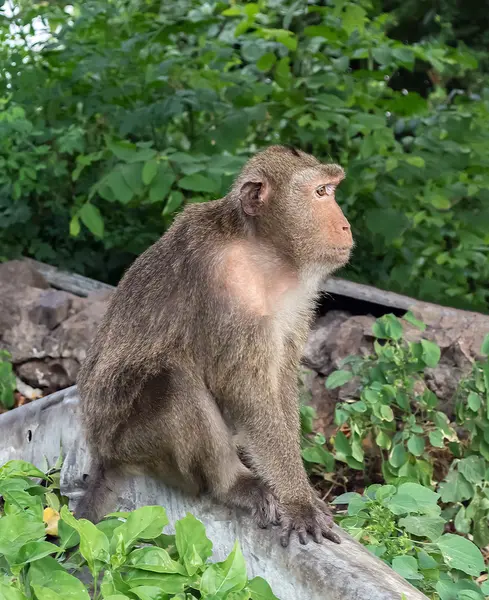 Monkey sitting on the concrete wall — Stock Photo, Image