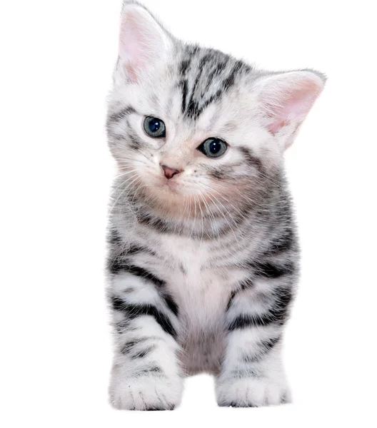 Leuke Amerikaanse korthaar kat kitten. Geïsoleerde o witte achtergrond — Stockfoto