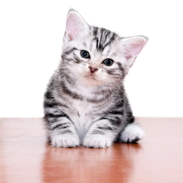 Cute Amerikaanse korthaar kat kitten — Stockfoto