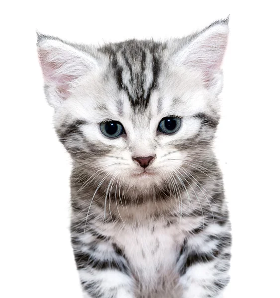 Милий американська короткошерста кішка кошеня — стокове фото