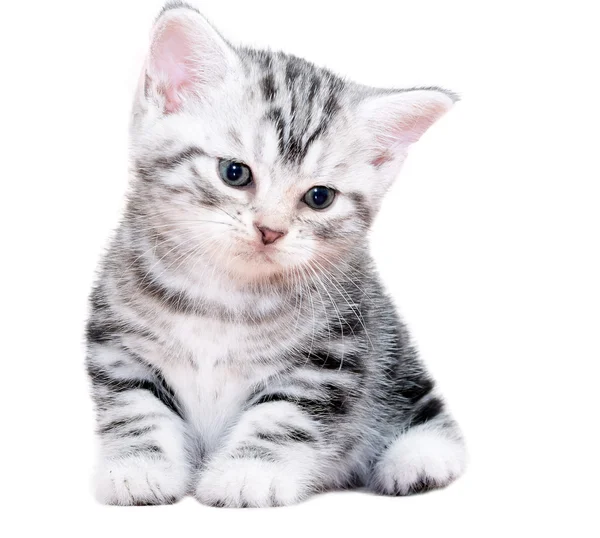 Leuke Amerikaanse korthaar kat kitten. Geïsoleerde o witte achtergrond — Stockfoto