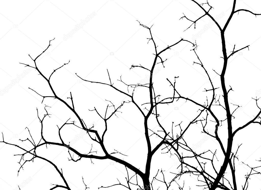 Dead branches isolated on white background