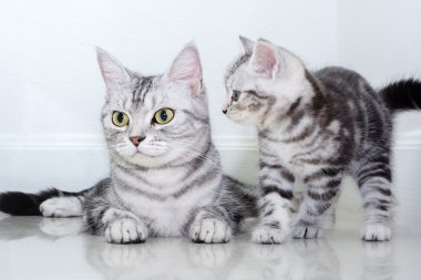 Amerikalı stenografi kedi ailesi. Anne kedi yavru kedi ile