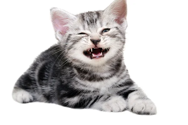 Şirin Amerikalı stenografi kedi yavru kedi. İzole o beyaz arka plan 