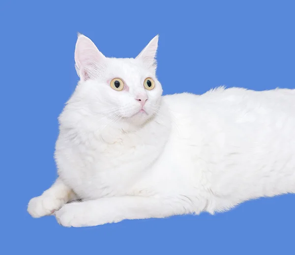 Beyaz kedi iple çekiyor. solated co ile mavi arka plan üzerinde — Stok fotoğraf