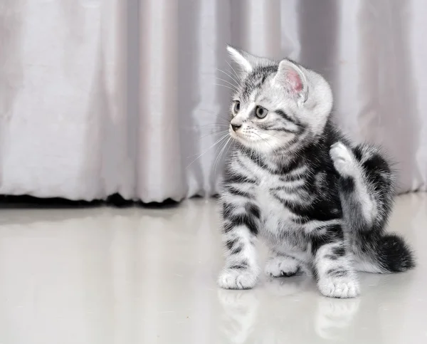 Cute American shorthair cat kitten — Stock Photo, Image