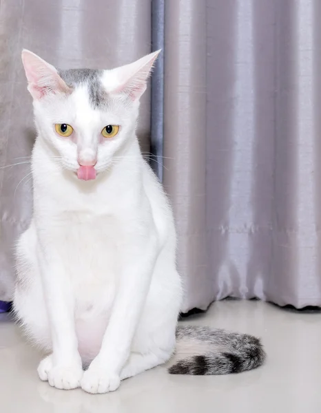 Gatto bianco è in attesa con spazio di copia — Foto Stock