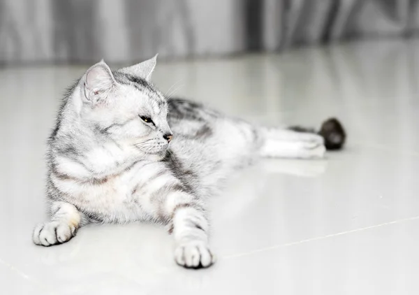 Американська короткошерста кішка сидить і з нетерпінням — стокове фото