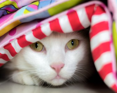 Beyaz kedi dört gözle bekliyor