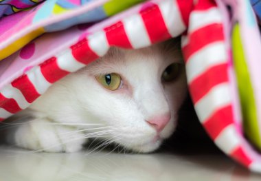 Beyaz kedi dört gözle bekliyor