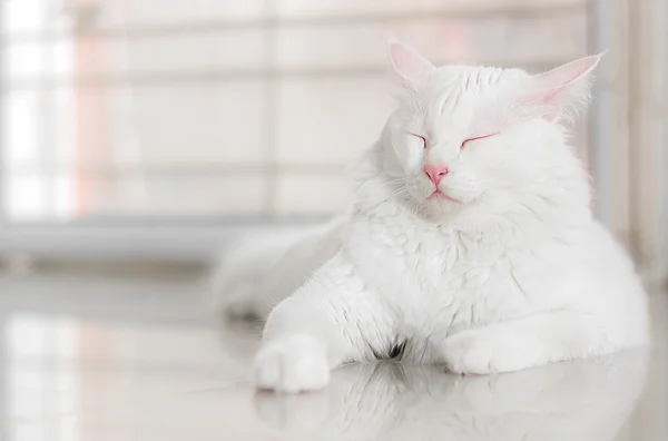 Beyaz kedi kopya alanı ile uyuyor