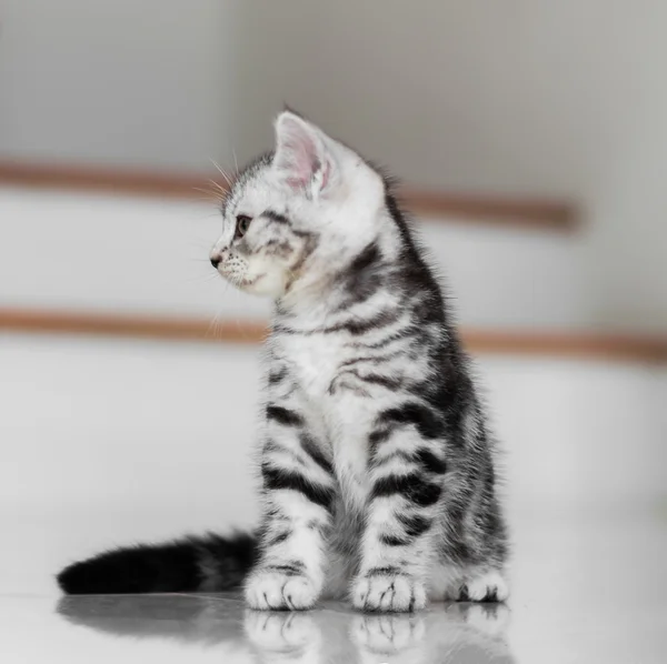 Aranyos amerikai Gyorsírás macska cica — Stock Fotó