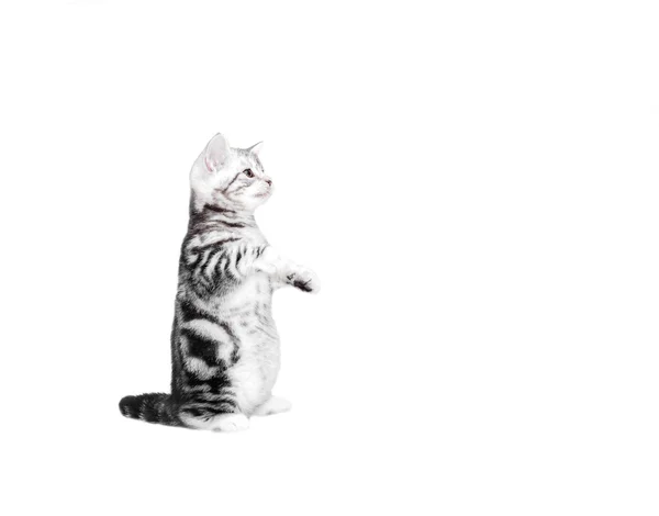 Leuke Amerikaanse korthaar kat kitten. Geïsoleerd op witte achtergrond — Stockfoto
