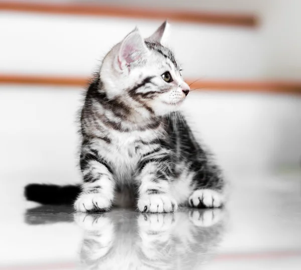Χαριτωμένο Αμερικανός στενογραφία γάτα γατάκι — Φωτογραφία Αρχείου