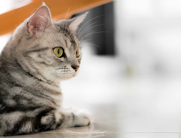 Amerikalı stenografi kedi oturan ve kopya ile dört gözle 
