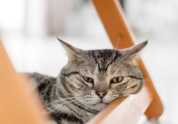 Şirin Amerikalı stenografi kedi yavru kedi
