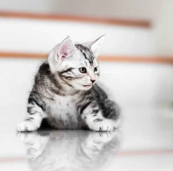 Şirin Amerikalı stenografi kedi yavru kedi
