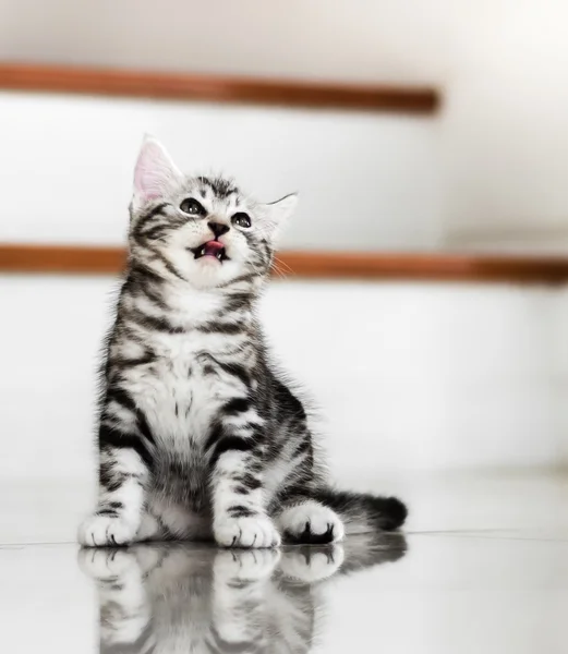Lindo americano taquigrafía gato gatito — Foto de Stock