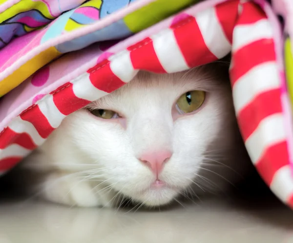 Beyaz kedi üst tarafına bakıyor