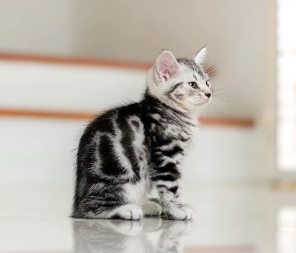 Cute Amerikaanse korthaar kat kitten — Stockfoto