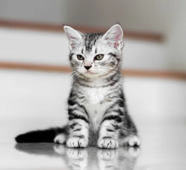 Carino gatto americano stenografia gattino — Foto Stock