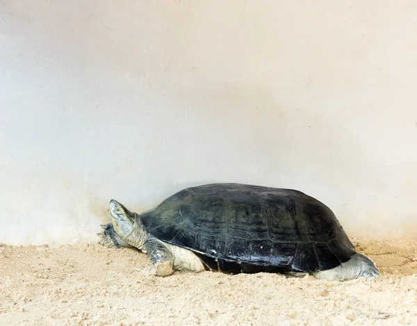 Schildkröte läuft auf dem Sand — Stockfoto