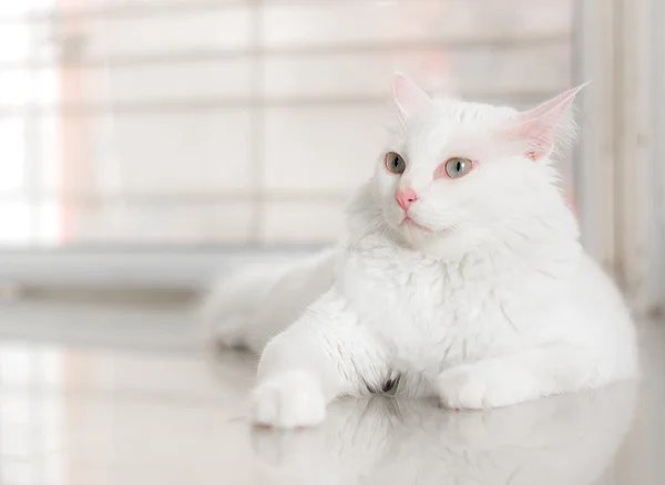 Gato blanco está durmiendo con espacio de copia Fotos de stock