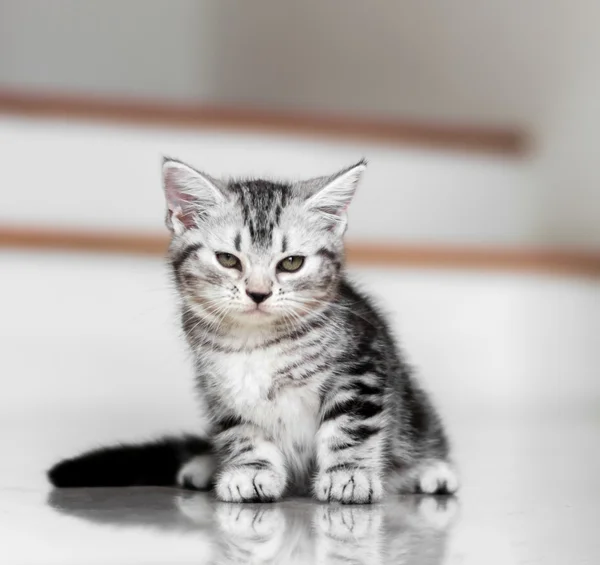 Cute Amerikaanse korthaar kat kitten — Stockfoto