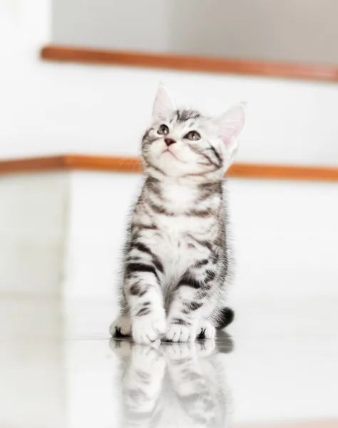Şirin Amerikalı stenografi kedi yavru kedi