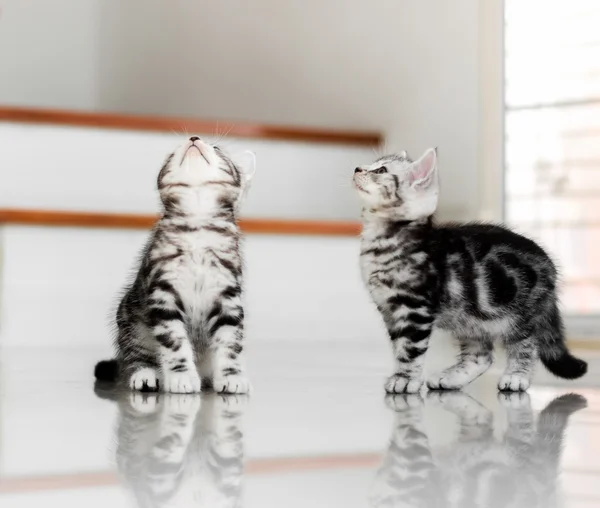 Gatinho americano bonito do gato do shorthair — Fotografia de Stock