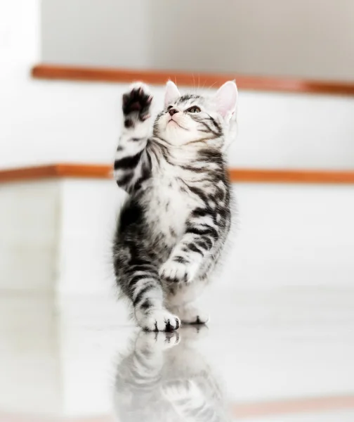 Drăguț american pisoi pisică scurt — Fotografie, imagine de stoc