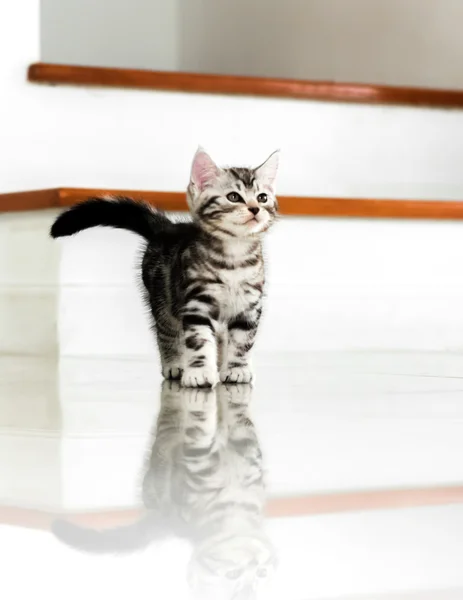 Kucing bulu pendek Amerika yang lucu. — Stok Foto