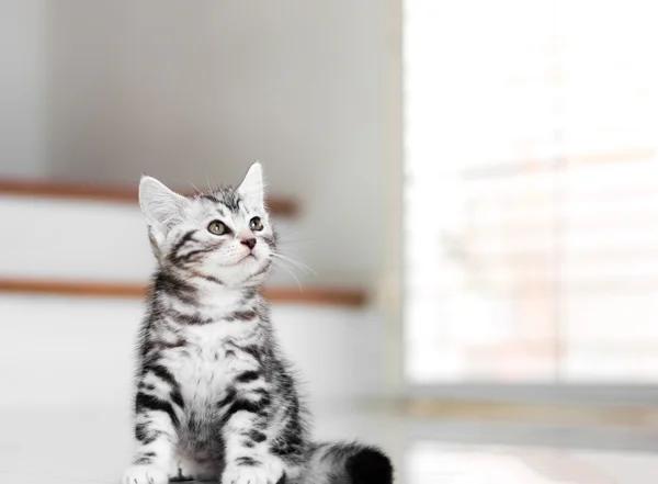 Gatinho americano bonito do gato do shorthair — Fotografia de Stock