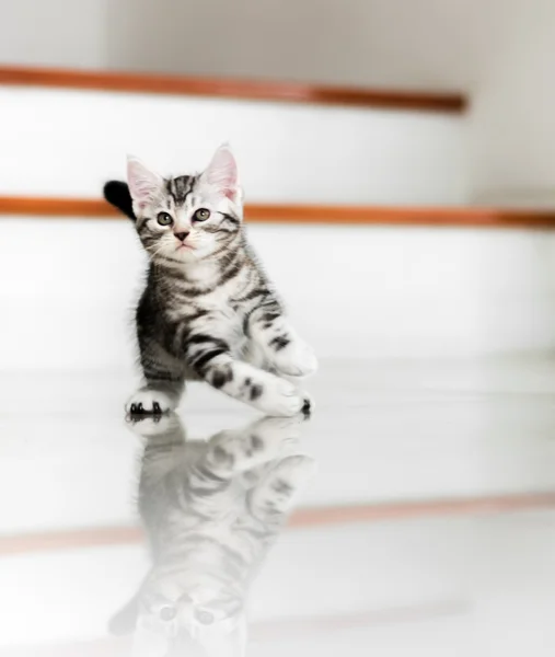 귀여운 미국 shorthair 고양이 고양이 — 스톡 사진