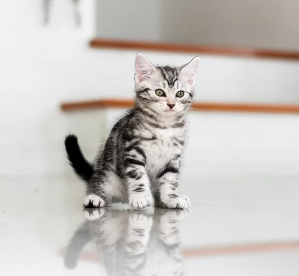 Χαριτωμένο Αμερικανός στενογραφία γάτα γατάκι — Φωτογραφία Αρχείου