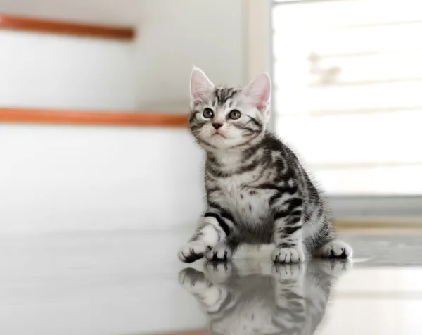 Kucing bulu pendek Amerika yang lucu. — Stok Foto