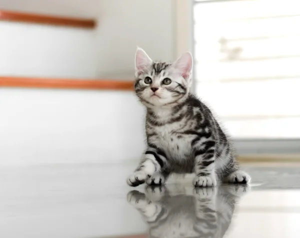 かわいいアメリカンショートヘア猫子猫 — ストック写真