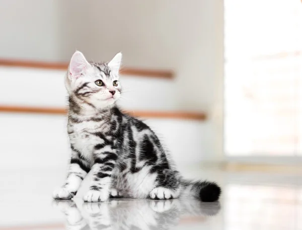 Cute Amerikaanse korthaar kat kitten — Stockfoto