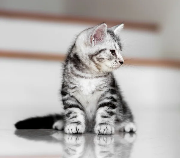 Şirin Amerikalı stenografi kedi yavru kedi