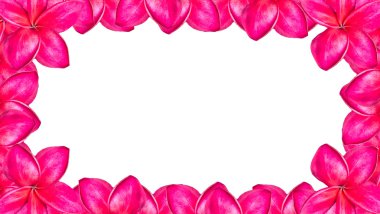 Kopya s beyaz zemin üzerine izole frangipani çiçek çerçeve