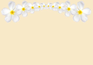 Kopya s beyaz zemin üzerine izole frangipani çiçek çerçeve