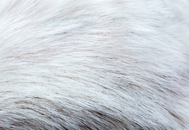 Köpek kürk kopya alanı ile