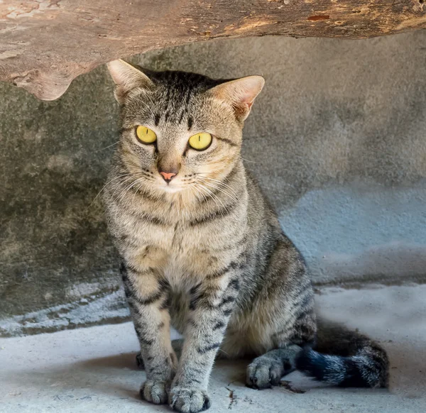 Cat sentado e olhando para a frente com espaço de cópia — Fotografia de Stock