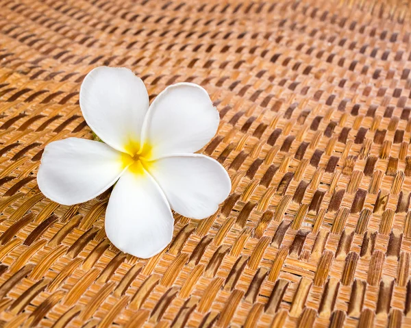 Frangipani tropikal çiçekleri, Plumeria çiçekleri taze