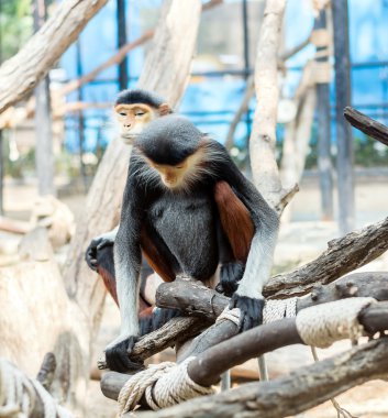 Kırmızı şişlemiş Douc Langur veya Pygathrix nemaeus