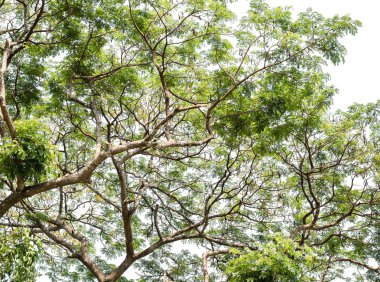 büyük ağaç dalları ile